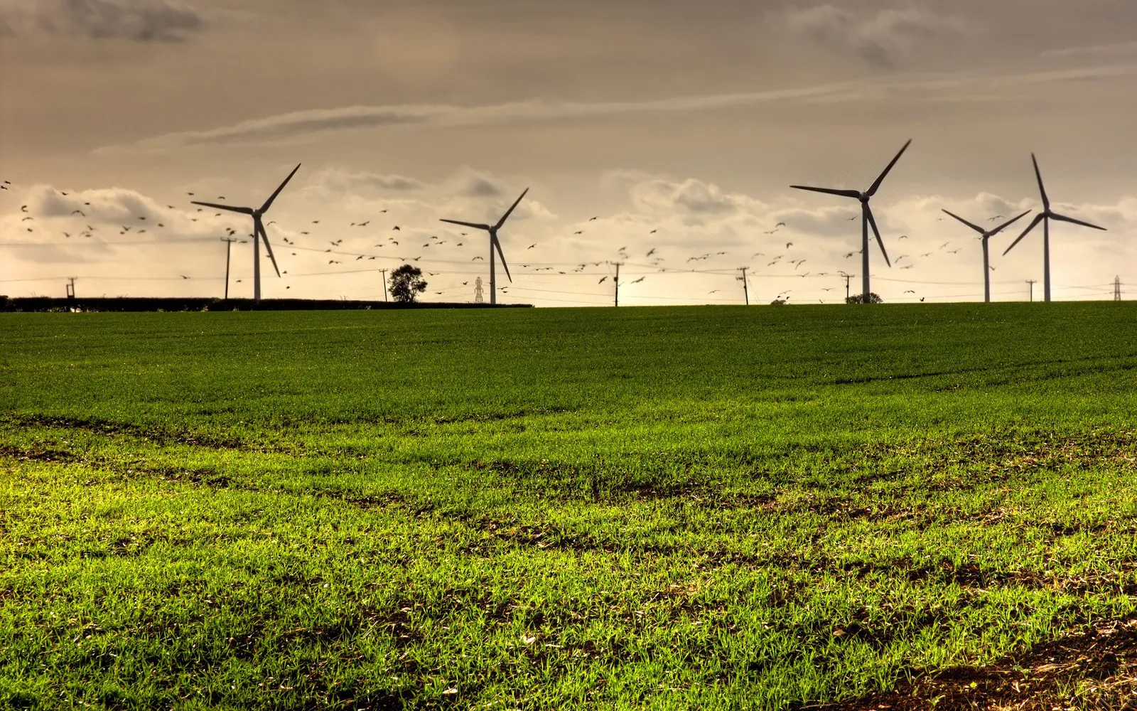 A field of green grass with wind turbines and a flock of birds in the sky.