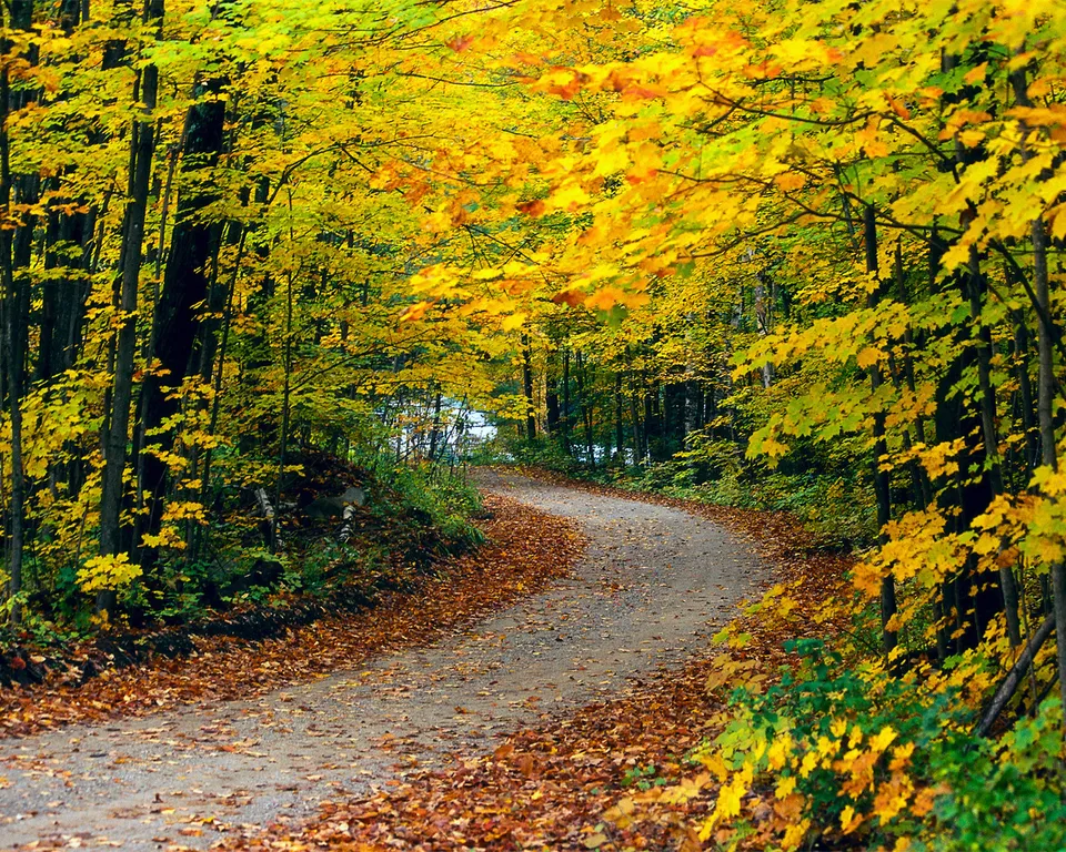 A gravel path curves through a forest with a canopy of bright yellow autumn leaves.