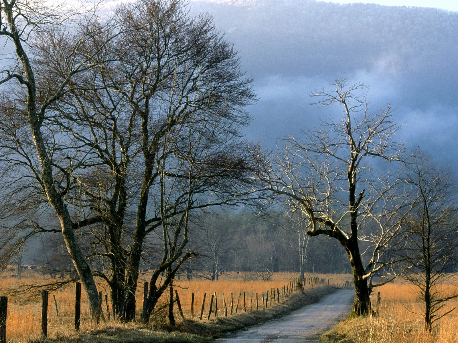 A dirt road curves through a field of dry grass, lined by bare trees, with misty mountains in the background.