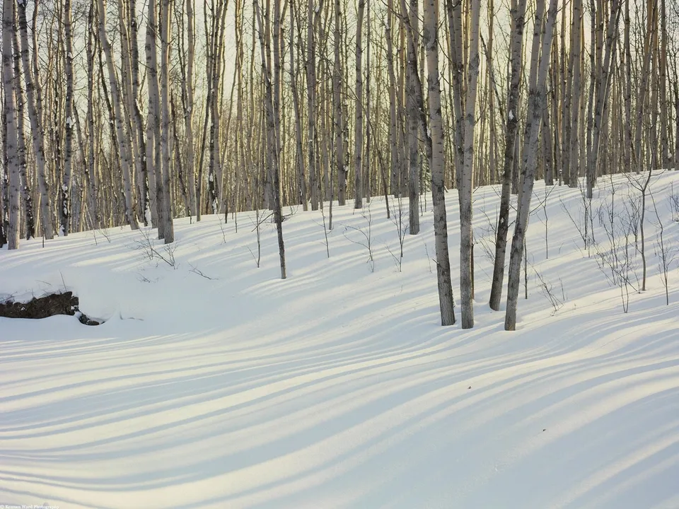 A dense forest of birch trees stands in a snow-covered landscape, with long shadows cast across the snow.