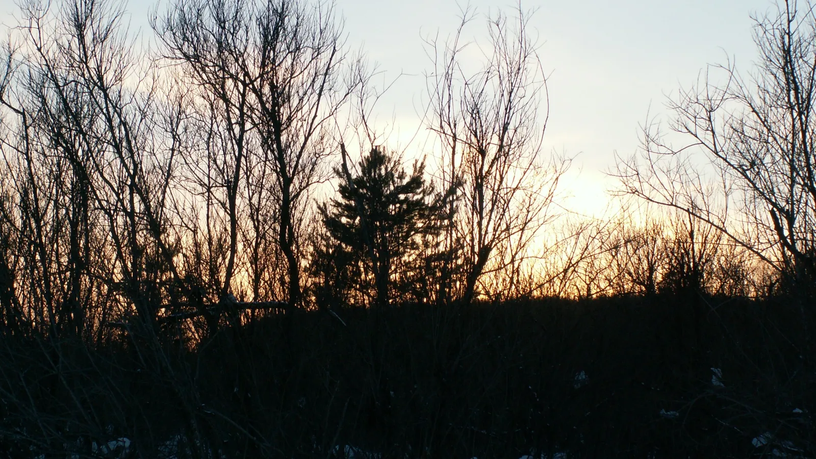 Bare tree branches create a silhouette against a sky transitioning from dusk to night.