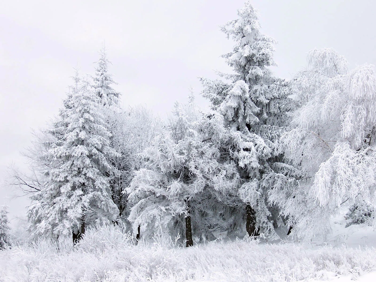 A dense forest of evergreen and deciduous trees heavily coated in frost and snow under an overcast sky.