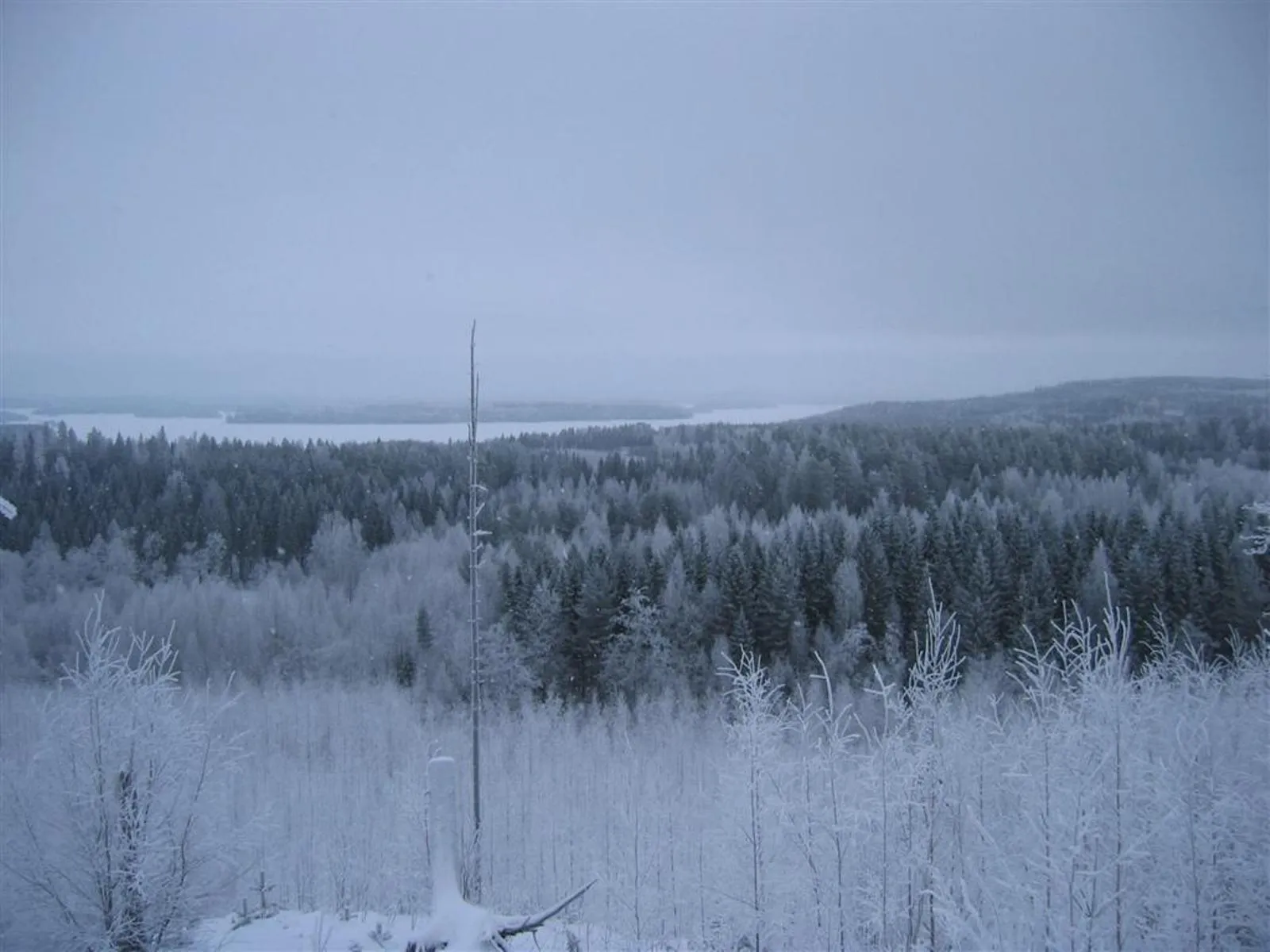 A wide view of a snow-covered forest with frosted trees in the foreground and a frozen lake in the distance under a cloudy sky.