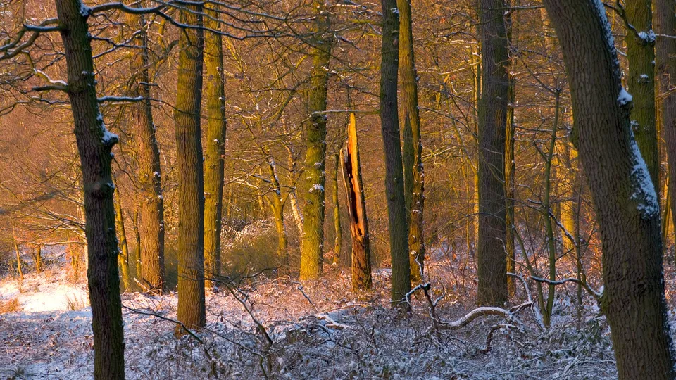 A forest scene with snow on the ground and trees, illuminated by warm, golden sunlight filtering through the branches.