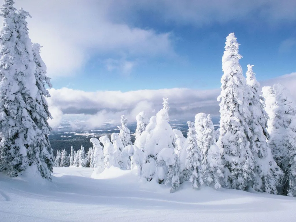 A wide view of a winter forest with many snow-covered evergreen trees and a blue sky with clouds.