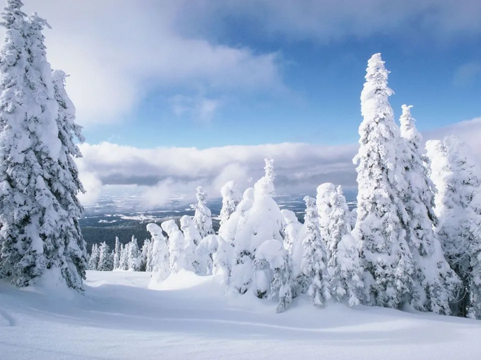 A wide view of a winter forest with many snow-covered evergreen trees and a blue sky with clouds.