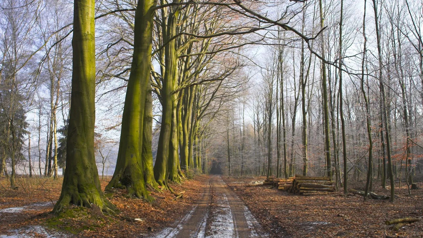 A dirt path winds through a forest with tall trees, some covered in moss, and patches of snow on the ground.