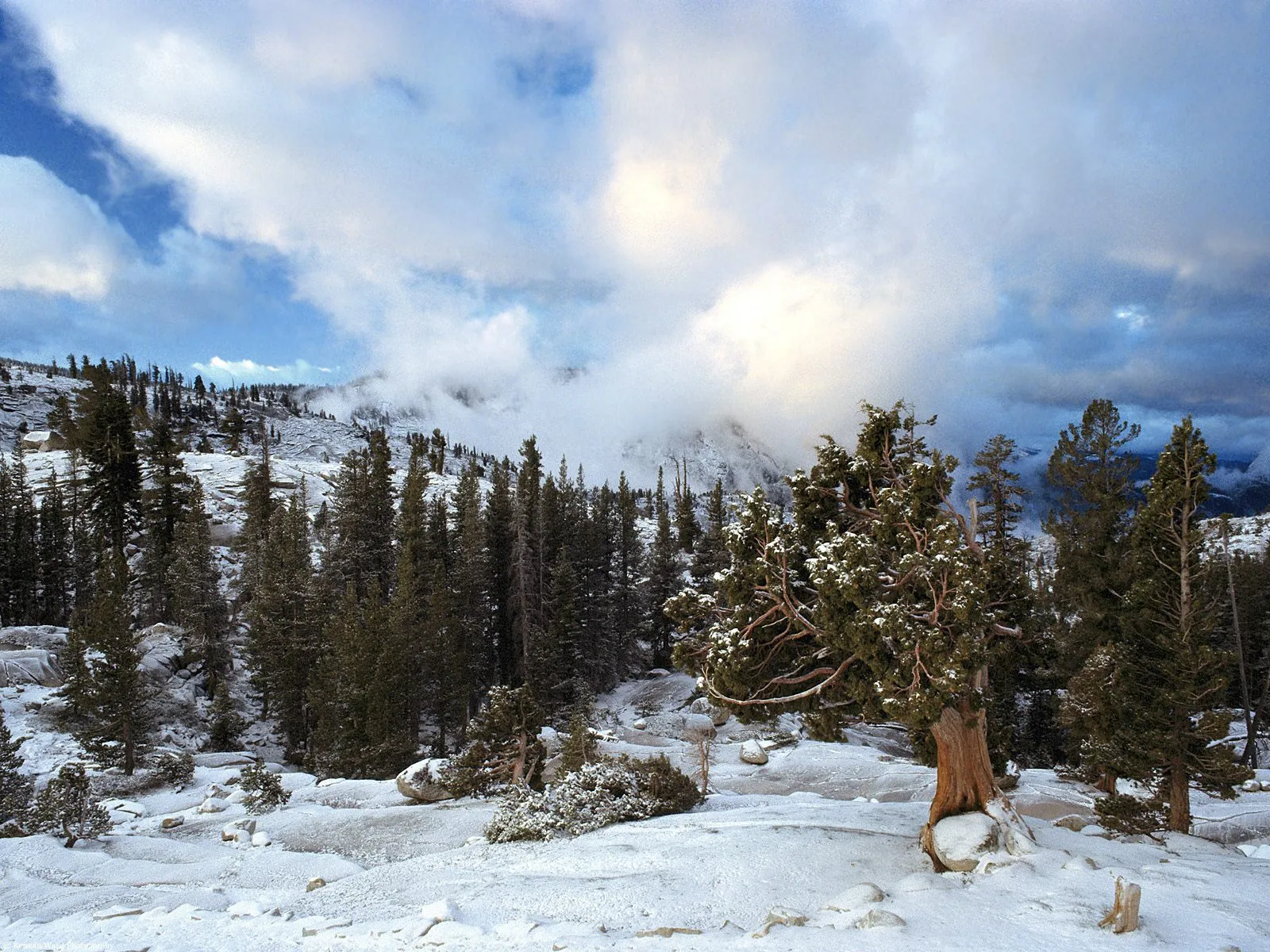 A snowy landscape with pine trees and dramatic clouds in the sky.