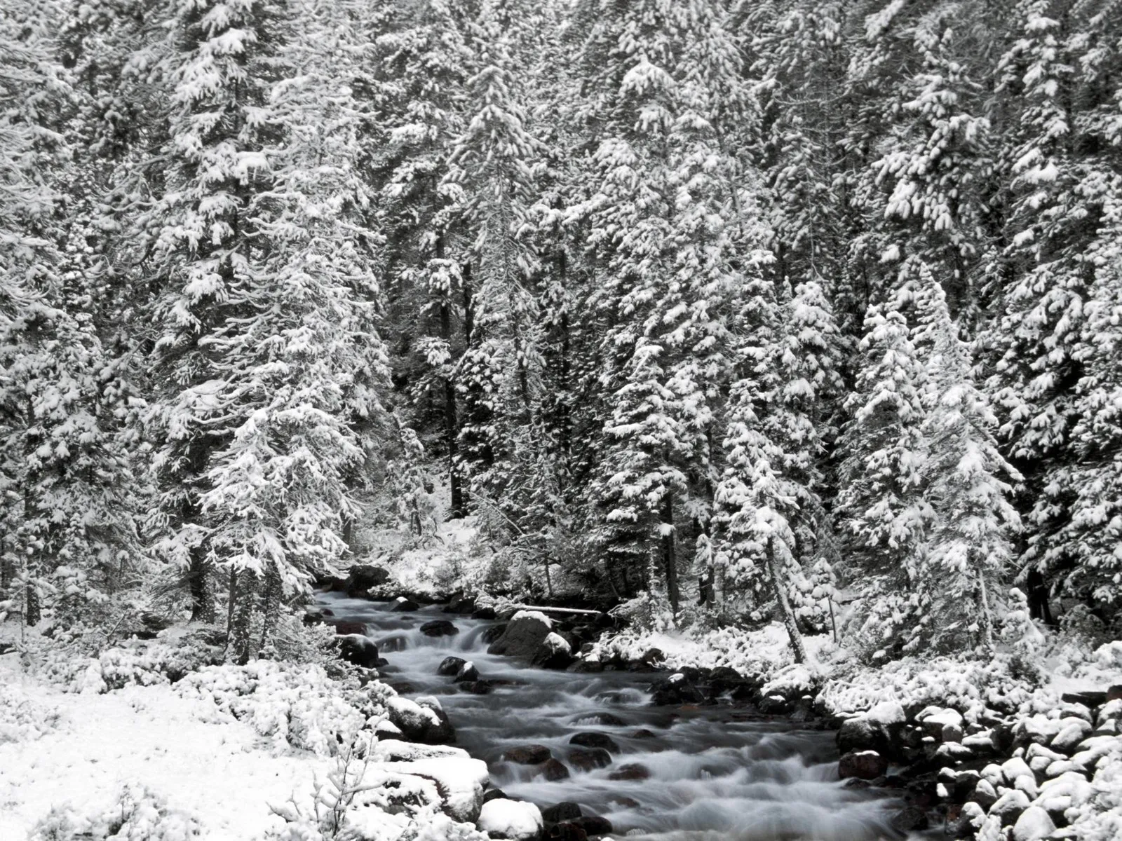A snowy forest scene with a stream flowing over rocks, surrounded by snow-covered pine trees.