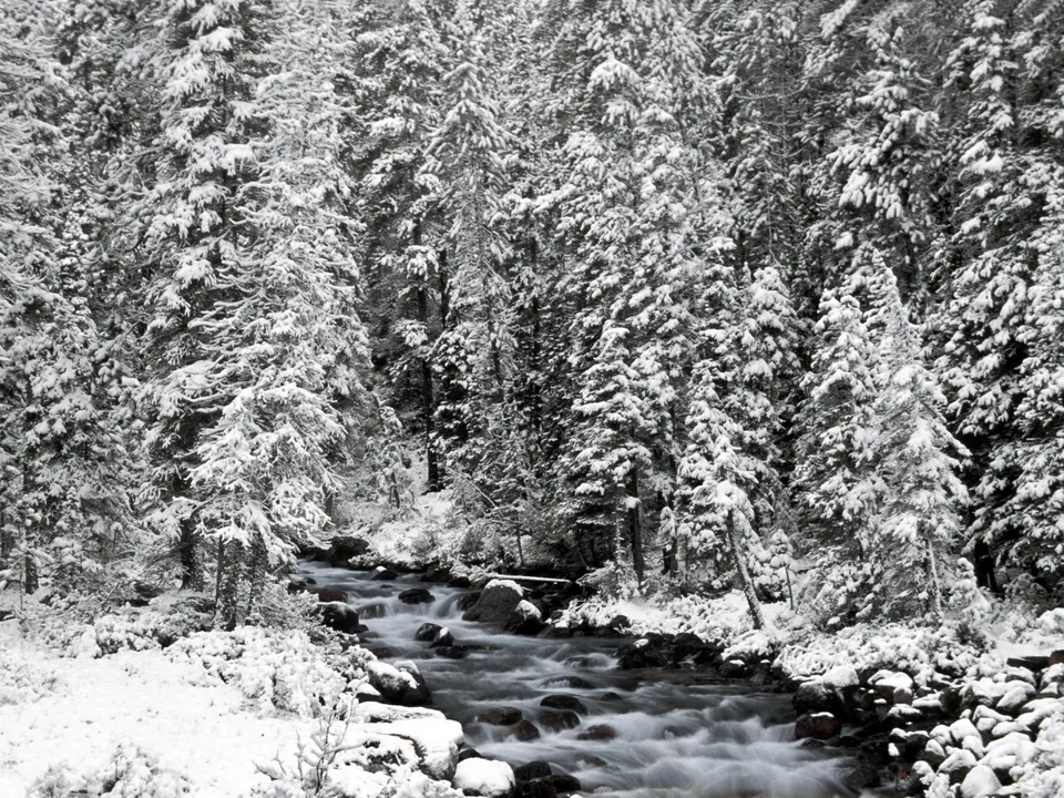 A snowy forest scene with a stream flowing over rocks, surrounded by snow-covered pine trees.