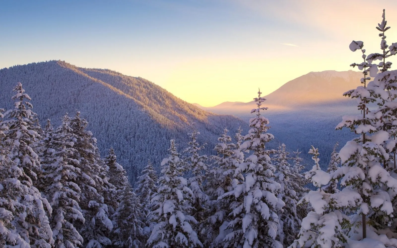 Snow-covered evergreen trees in a forest with mountains in the background during a golden sunrise.