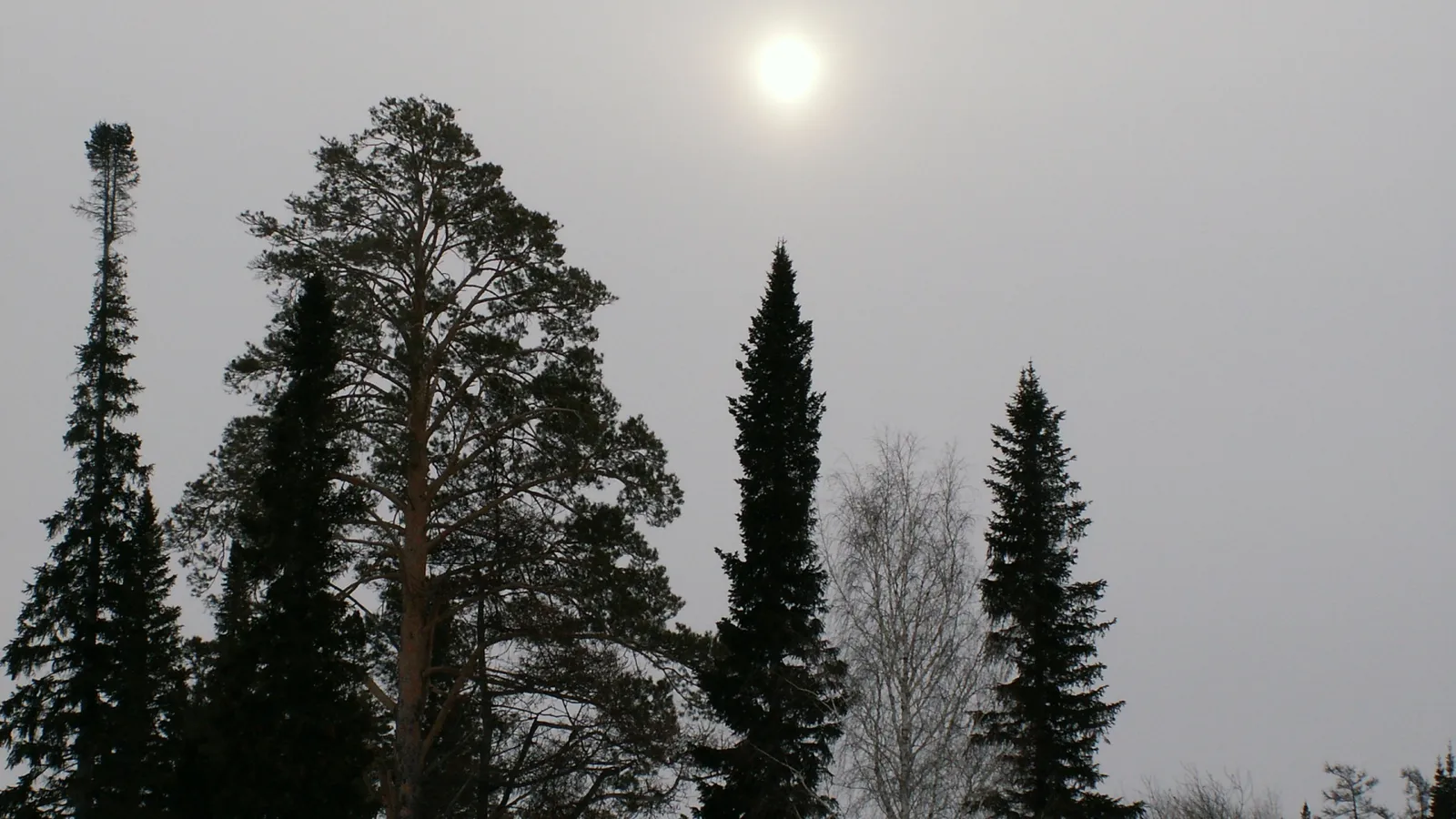 Silhouettes of tall evergreen trees against a hazy sky with the sun visible.