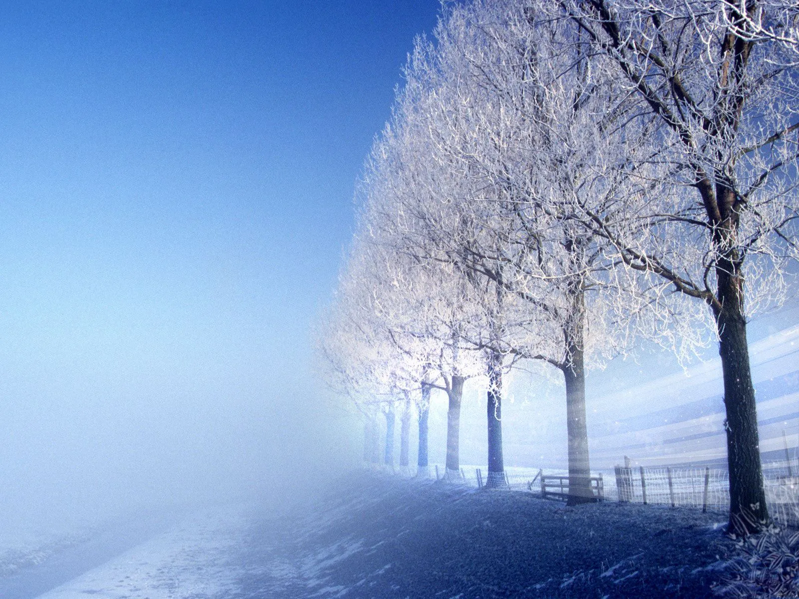 A line of trees covered in frost stands against a bright blue sky with mist in the foreground.