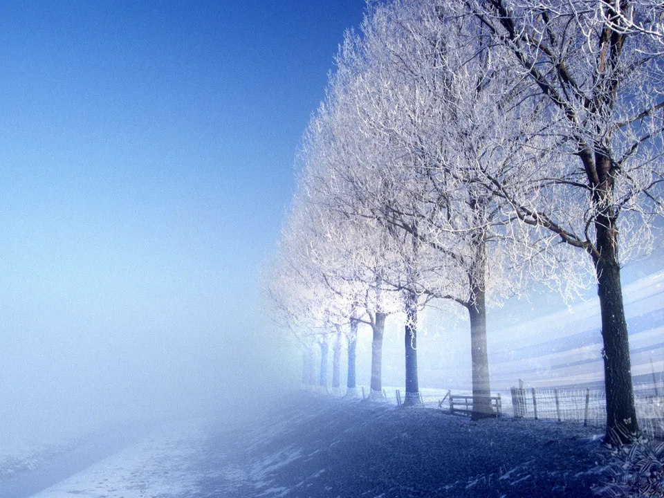 A line of trees covered in frost stands against a bright blue sky with mist in the foreground.