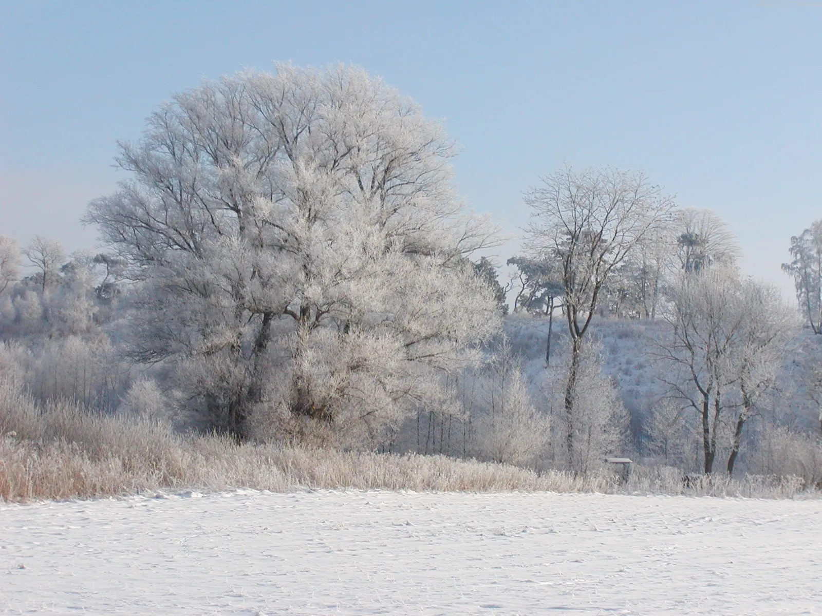 A landscape scene with snow-covered ground and trees heavily coated in frost under a clear blue sky.