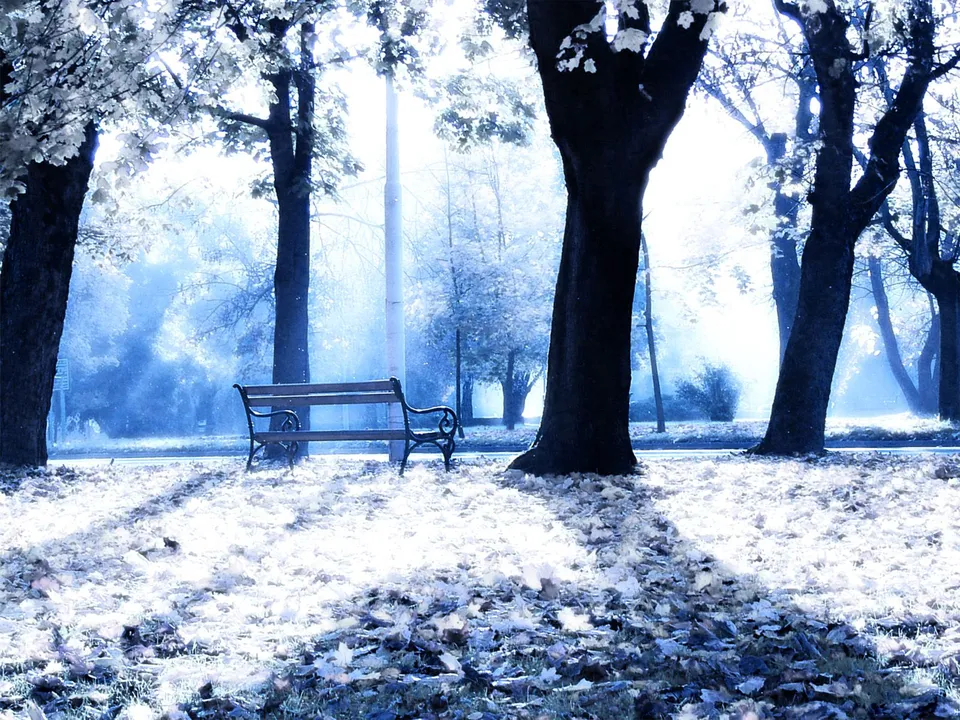 A park bench sits empty in a park covered in frost and fallen leaves, with trees in the background.