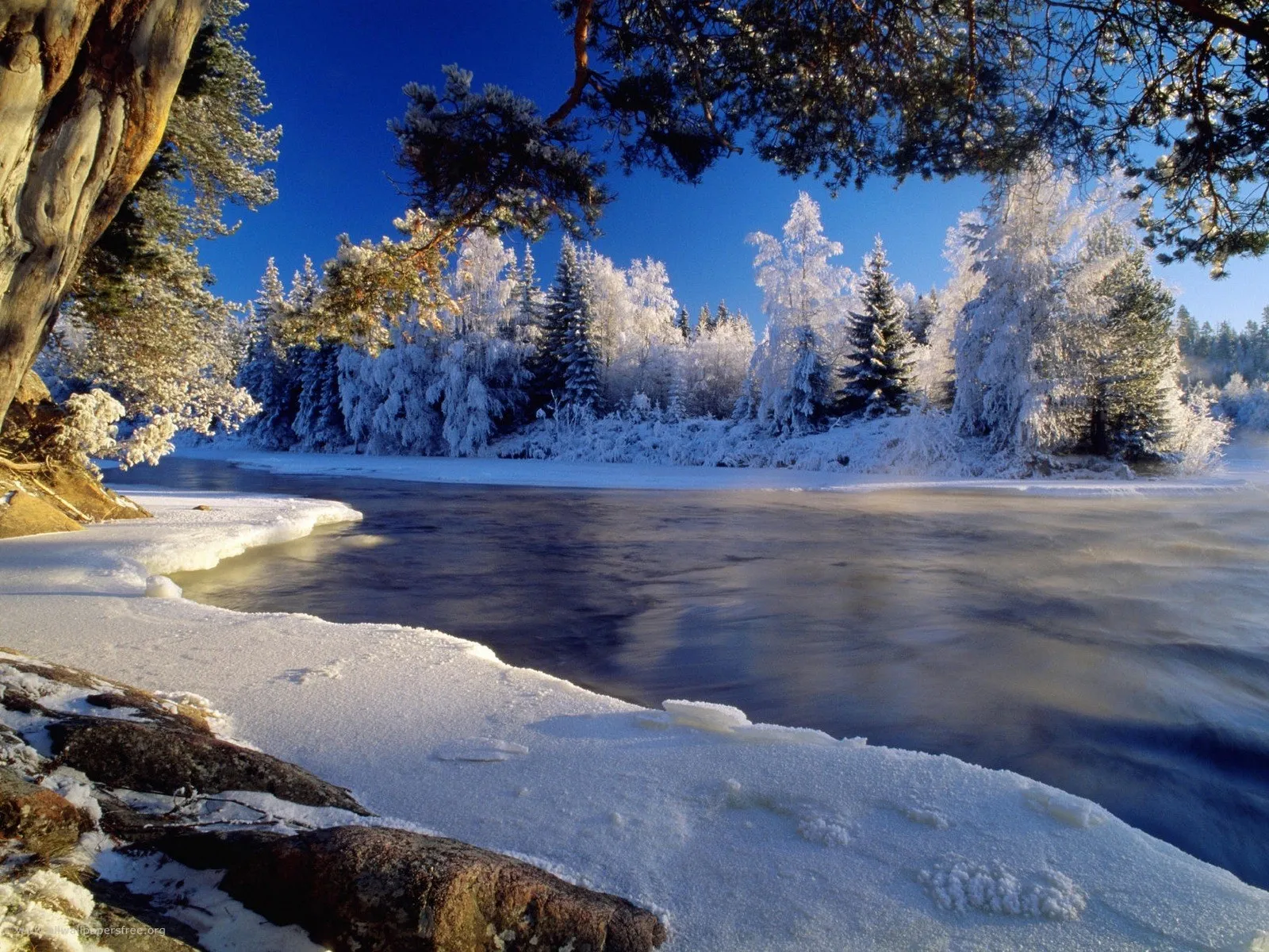 A wide, dark river flows through a snow-covered forest under a clear blue sky.