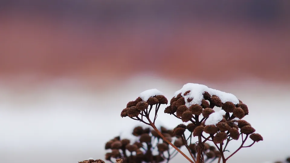 Close-up of brown seed heads covered in fresh snow against a blurred background.