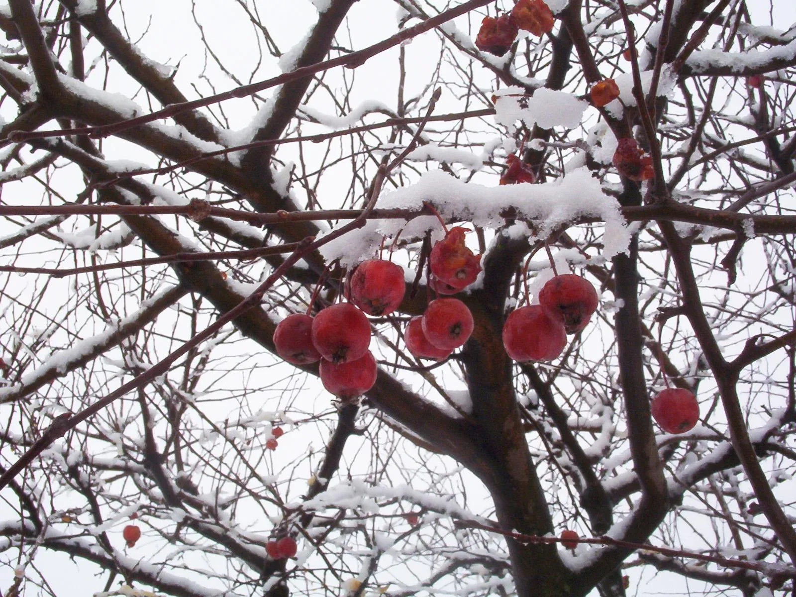 Close-up of snow-covered branches with bright red crabapples still attached.