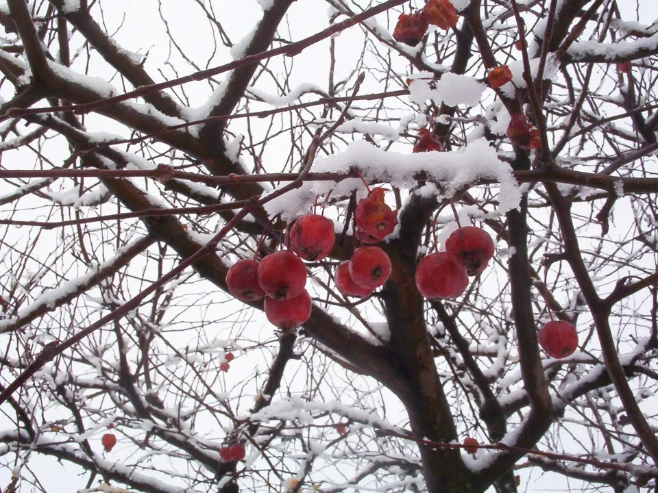Close-up of snow-covered branches with bright red crabapples still attached.