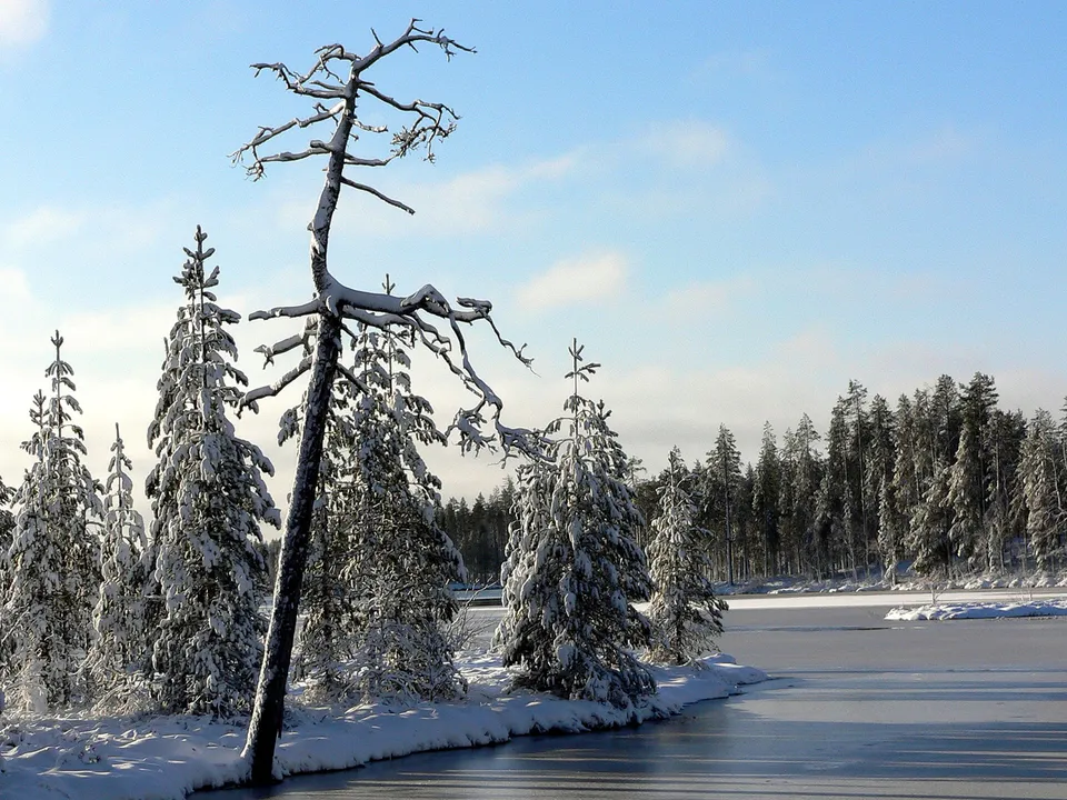 A winter landscape with snow-covered evergreen trees lining a frozen lake under a bright blue sky.