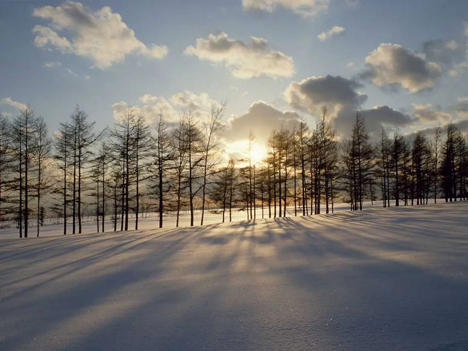 A line of bare trees casts long shadows across a snow-covered field under a cloudy sky at sunset.