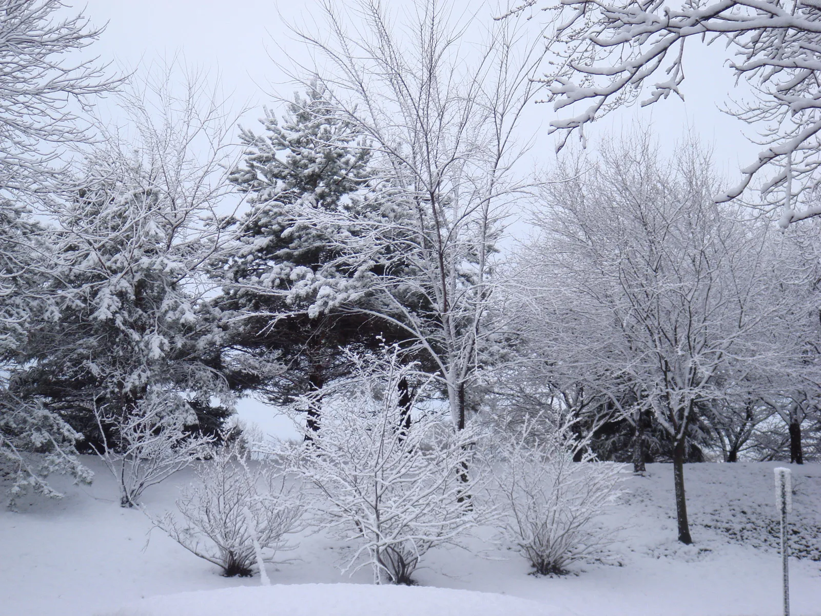 A serene winter landscape with trees heavily laden with fresh snow under a pale sky.