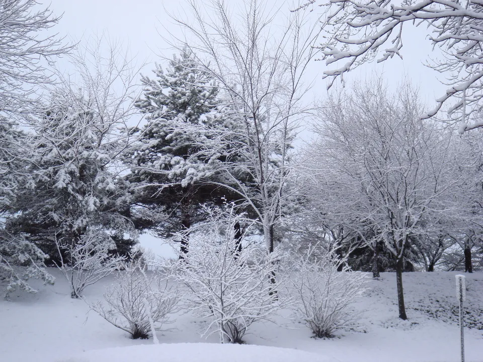 A serene winter landscape with trees heavily laden with fresh snow under a pale sky.