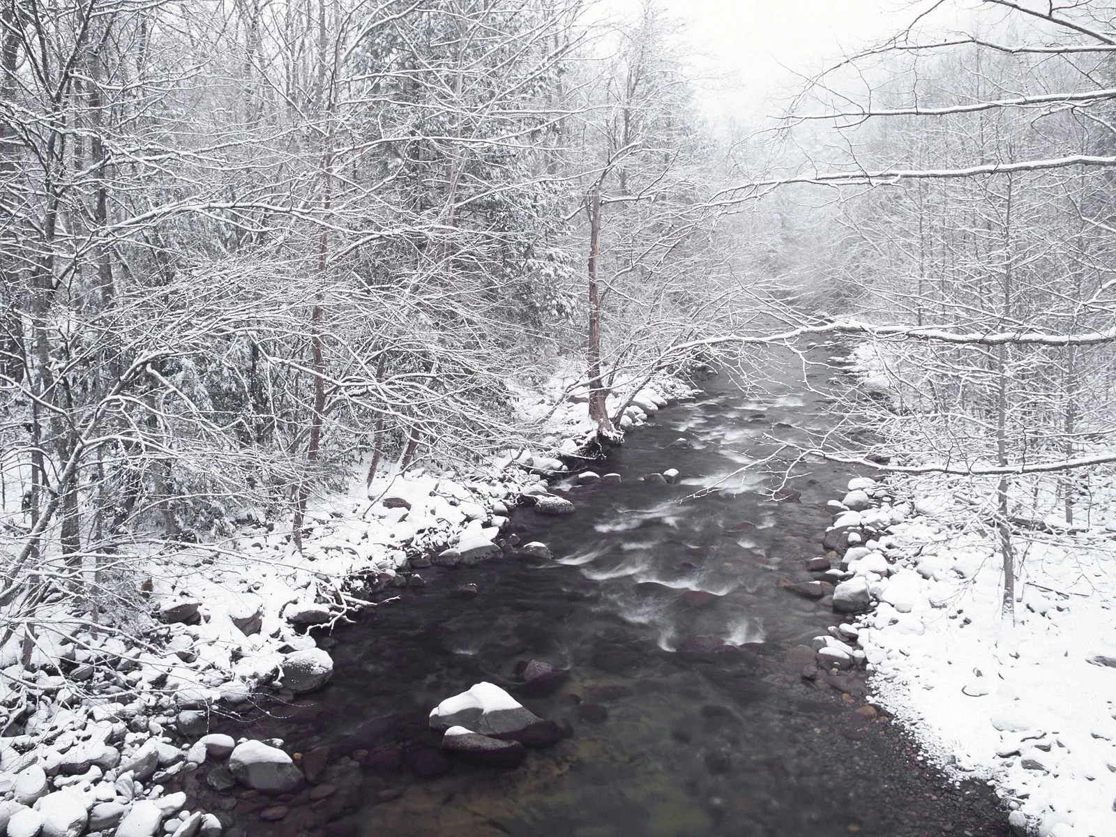 A snow-covered forest surrounds a flowing stream during winter.