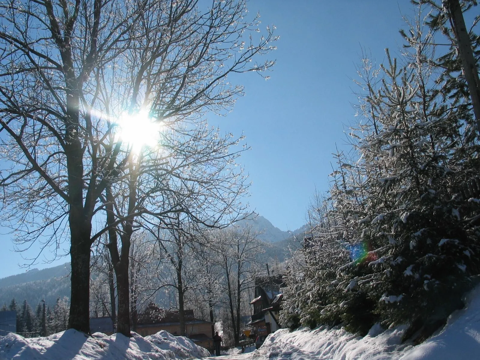 A bright sun shines through bare, icy branches of trees in a snowy landscape with snow-covered evergreens.