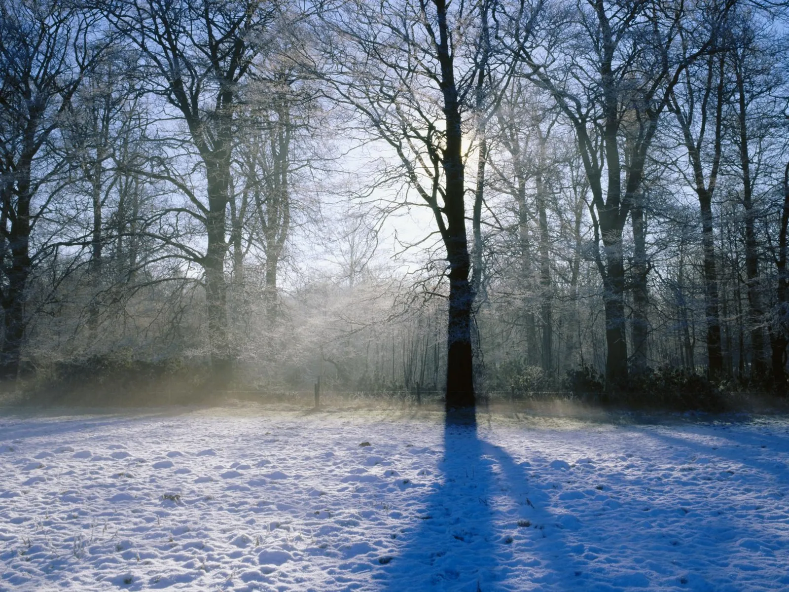 Bare trees covered in frost stand in a snowy field, with sunlight filtering through the branches.
