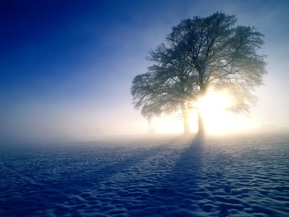 A solitary frosted tree stands in a snowy field, with the sun's rays bursting through its branches during a misty sunrise.