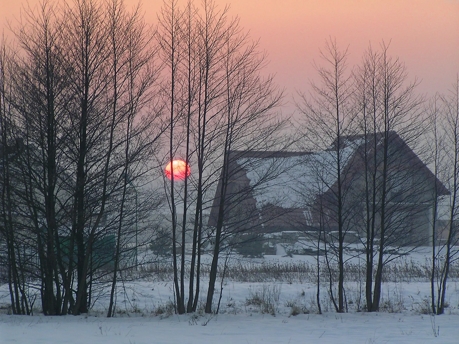 A bright red sun is visible through bare tree branches during a pink and orange sunset over a snowy landscape with a house in the background.