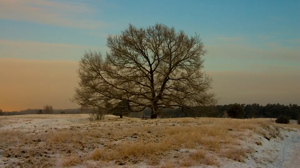 A large, bare tree stands in a snow-dusted field under a soft, gradient sky.