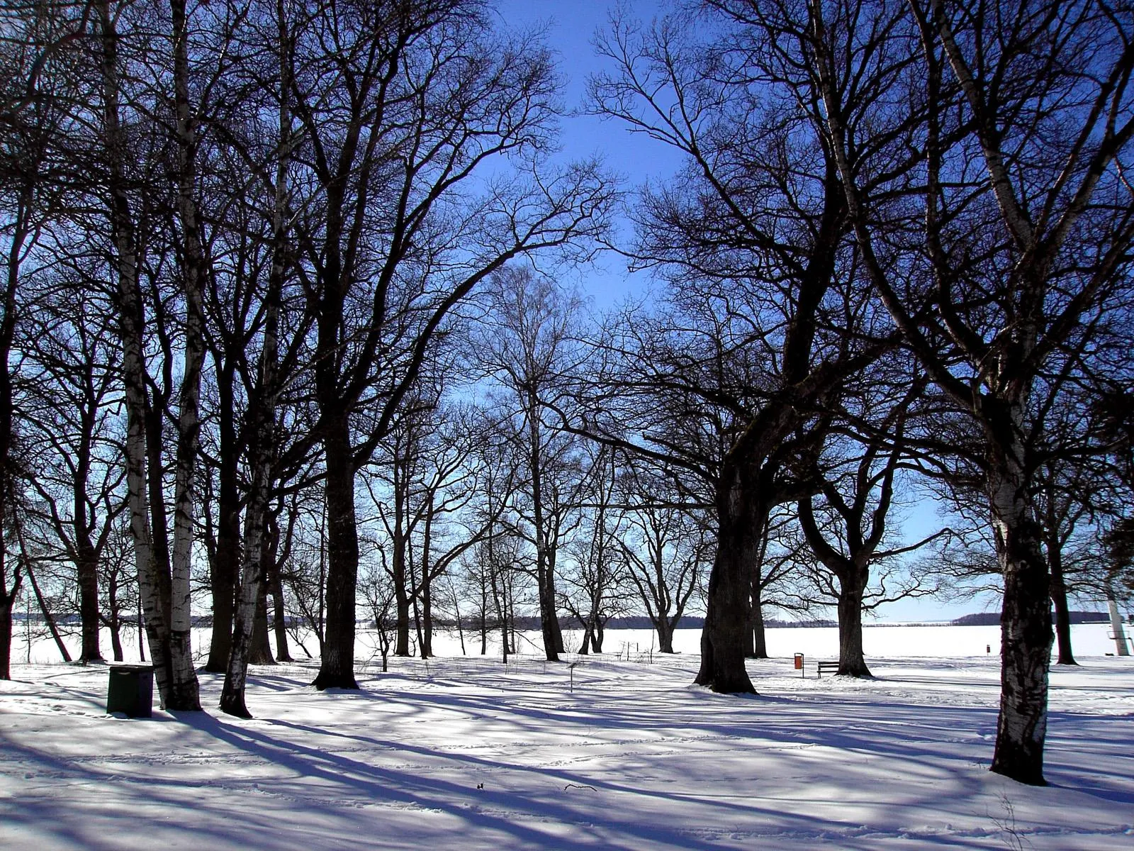 Bare trees stand in a snow-covered landscape under a clear blue sky.