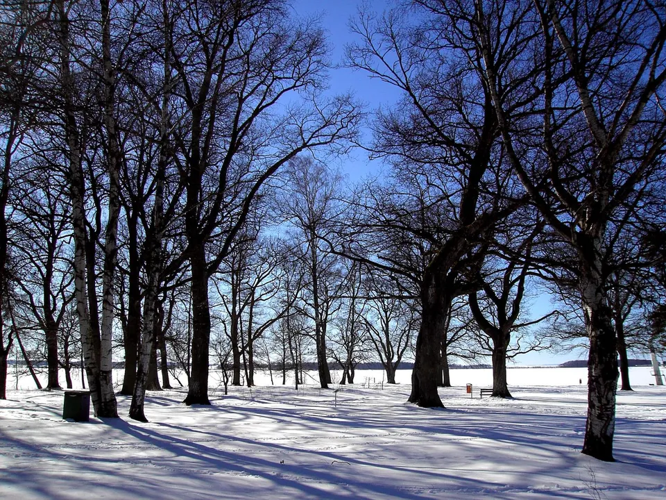 Bare trees stand in a snow-covered landscape under a clear blue sky.