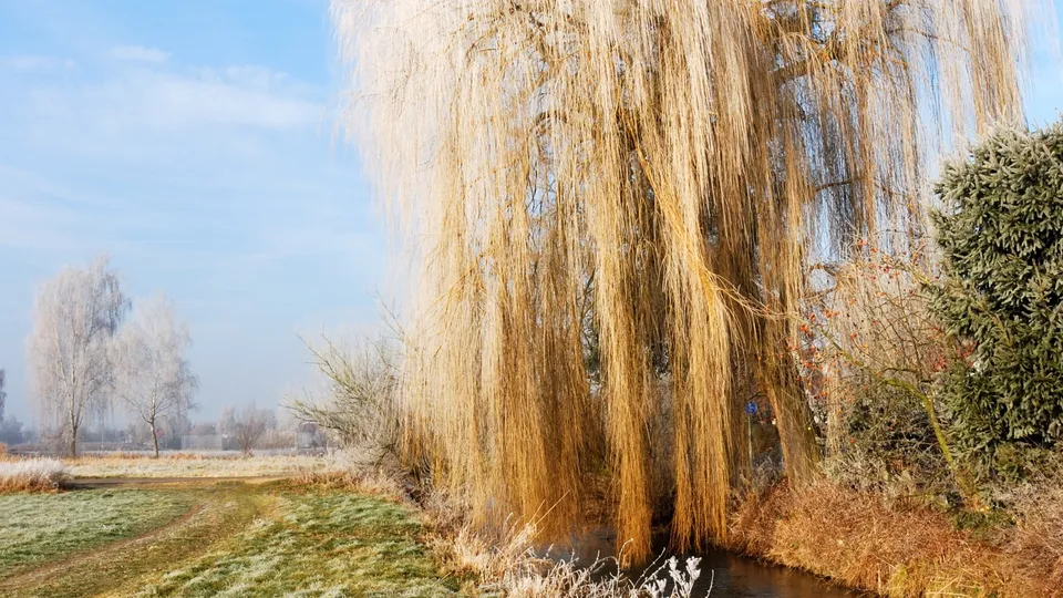 A large weeping willow with golden branches covered in frost, beside a small stream and a frosty field.