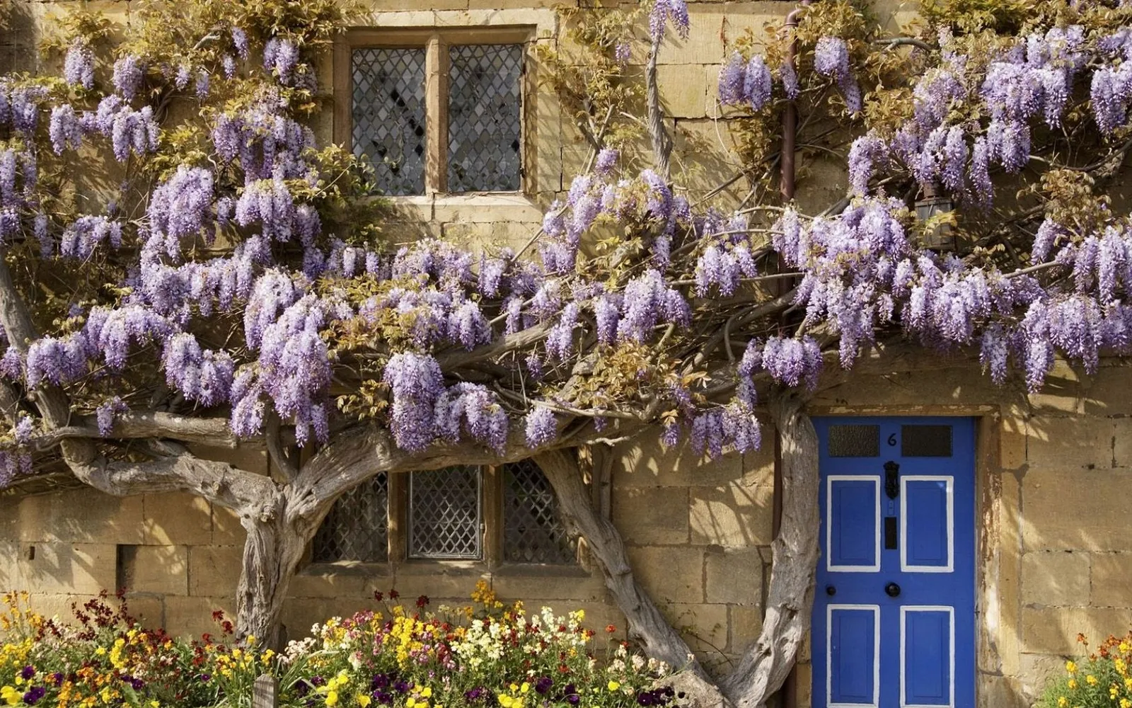 A stone cottage with a bright blue door, covered in blooming purple wisteria flowers and a colorful flower bed.