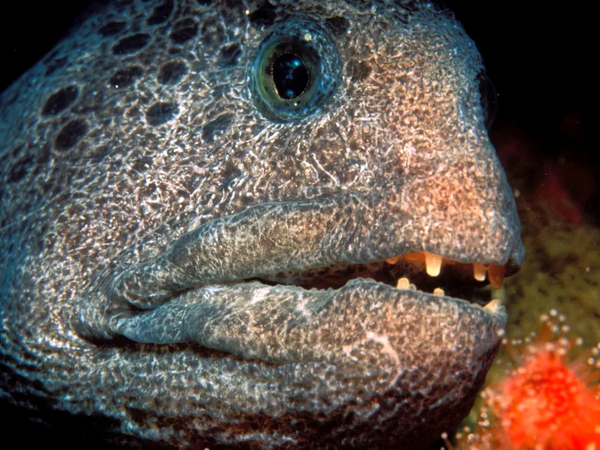 A detailed close-up of a wolf eel's face, highlighting its skin patterns and sharp teeth.