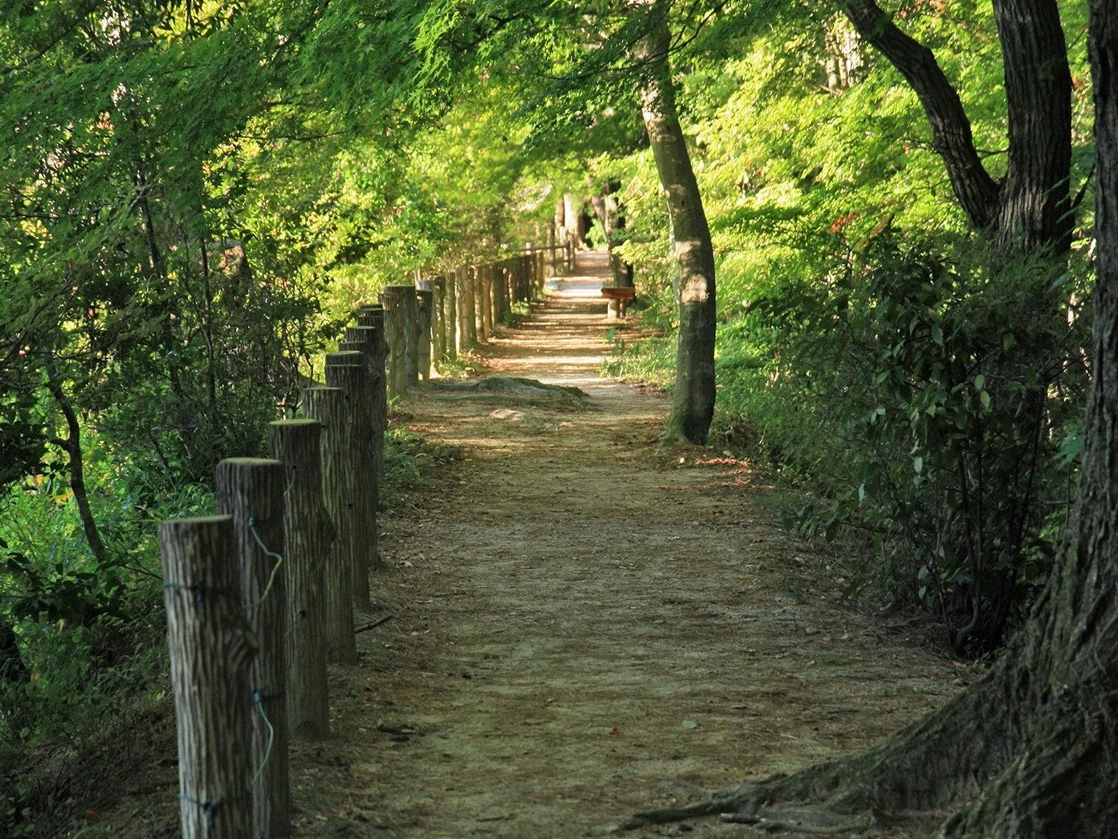 A dirt path lined with wooden posts curves through a dense forest with sunlight filtering through the leaves.