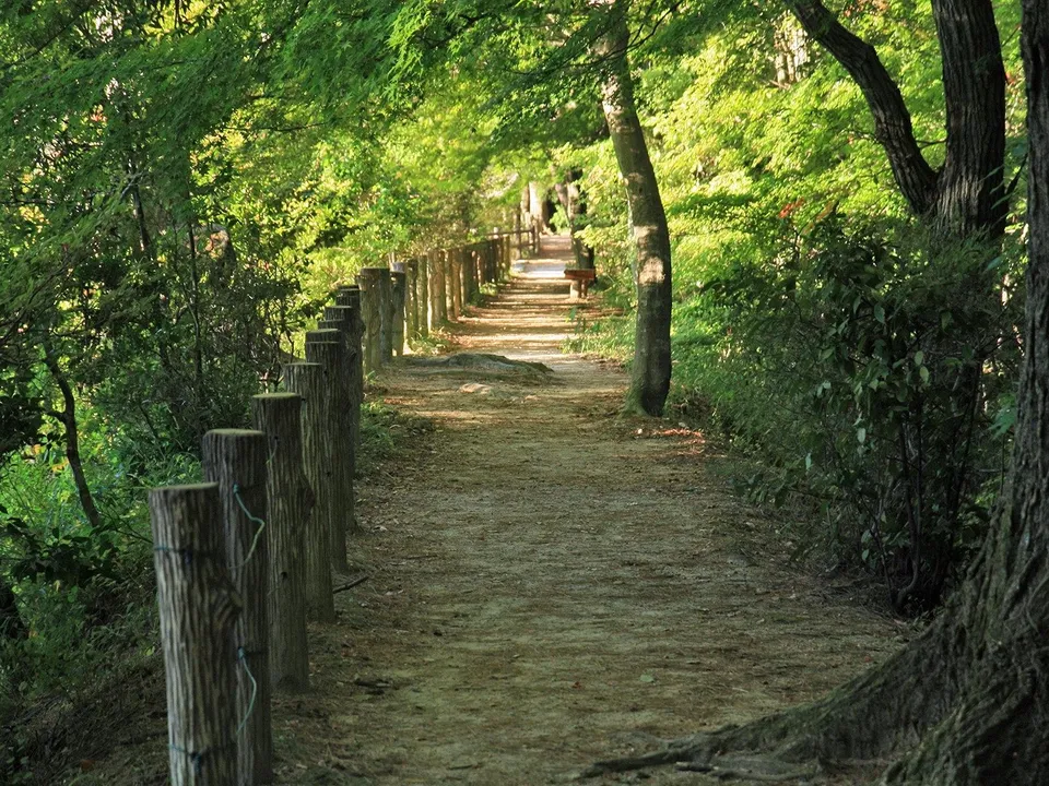 A dirt path lined with wooden posts curves through a dense forest with sunlight filtering through the leaves.