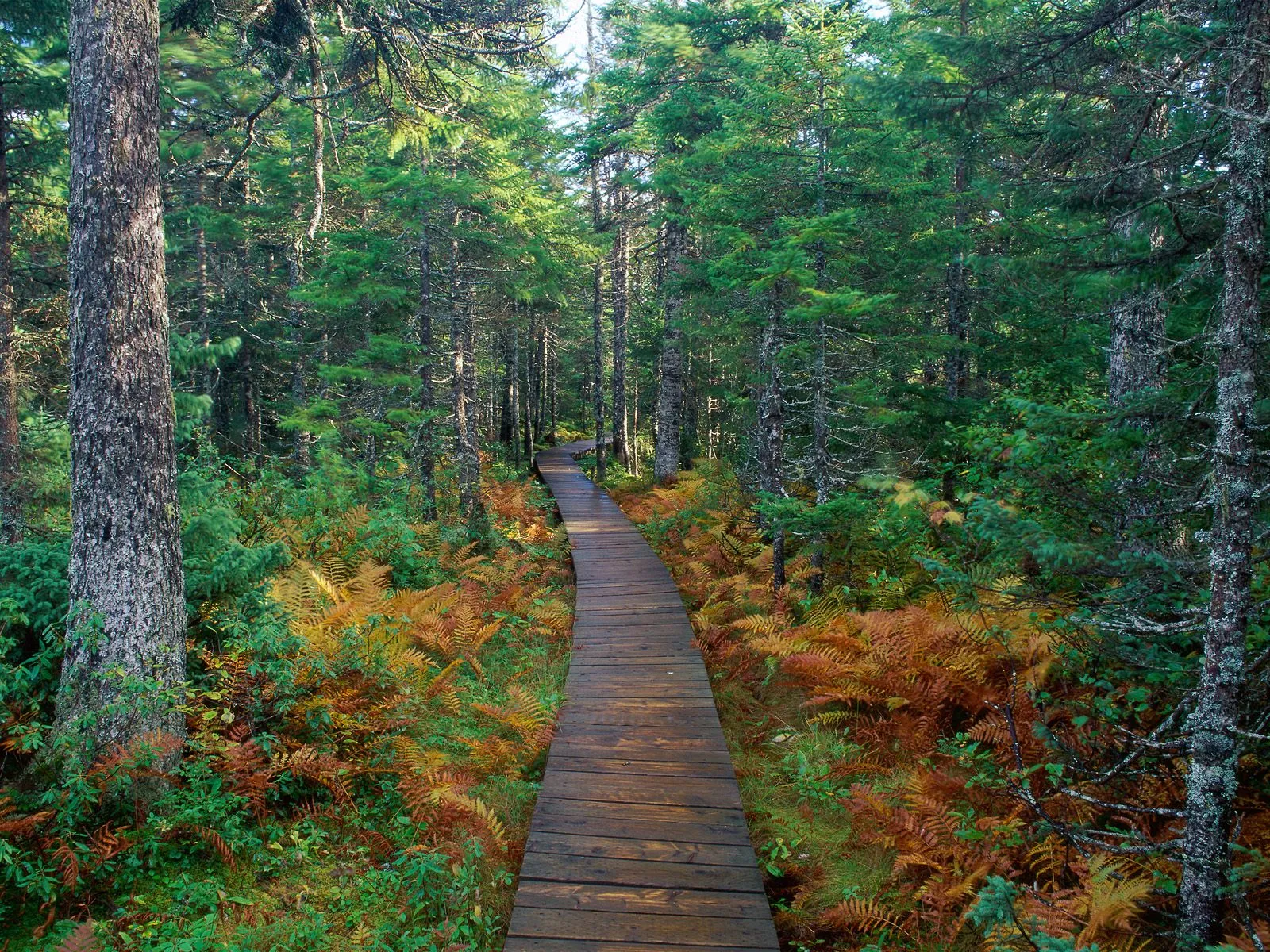 A wooden boardwalk curves through a forest with green trees and orange ferns.