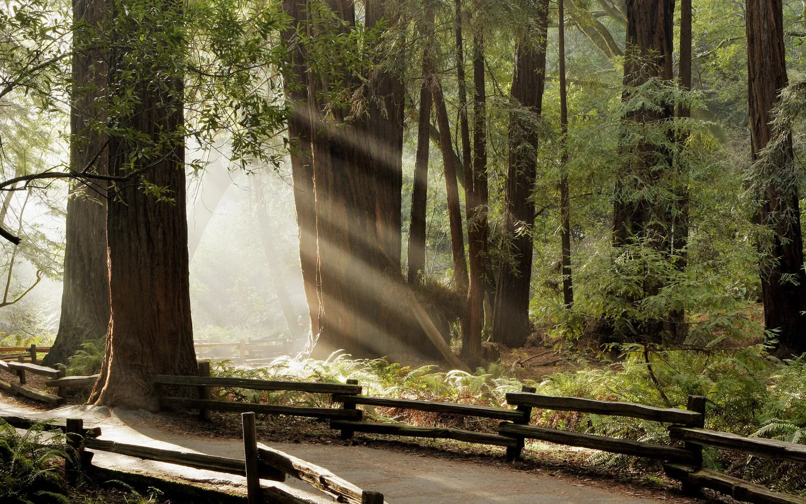 A rustic wooden fence lines a path through a misty redwood forest with sunbeams.