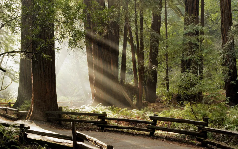 A rustic wooden fence lines a path through a misty redwood forest with sunbeams.