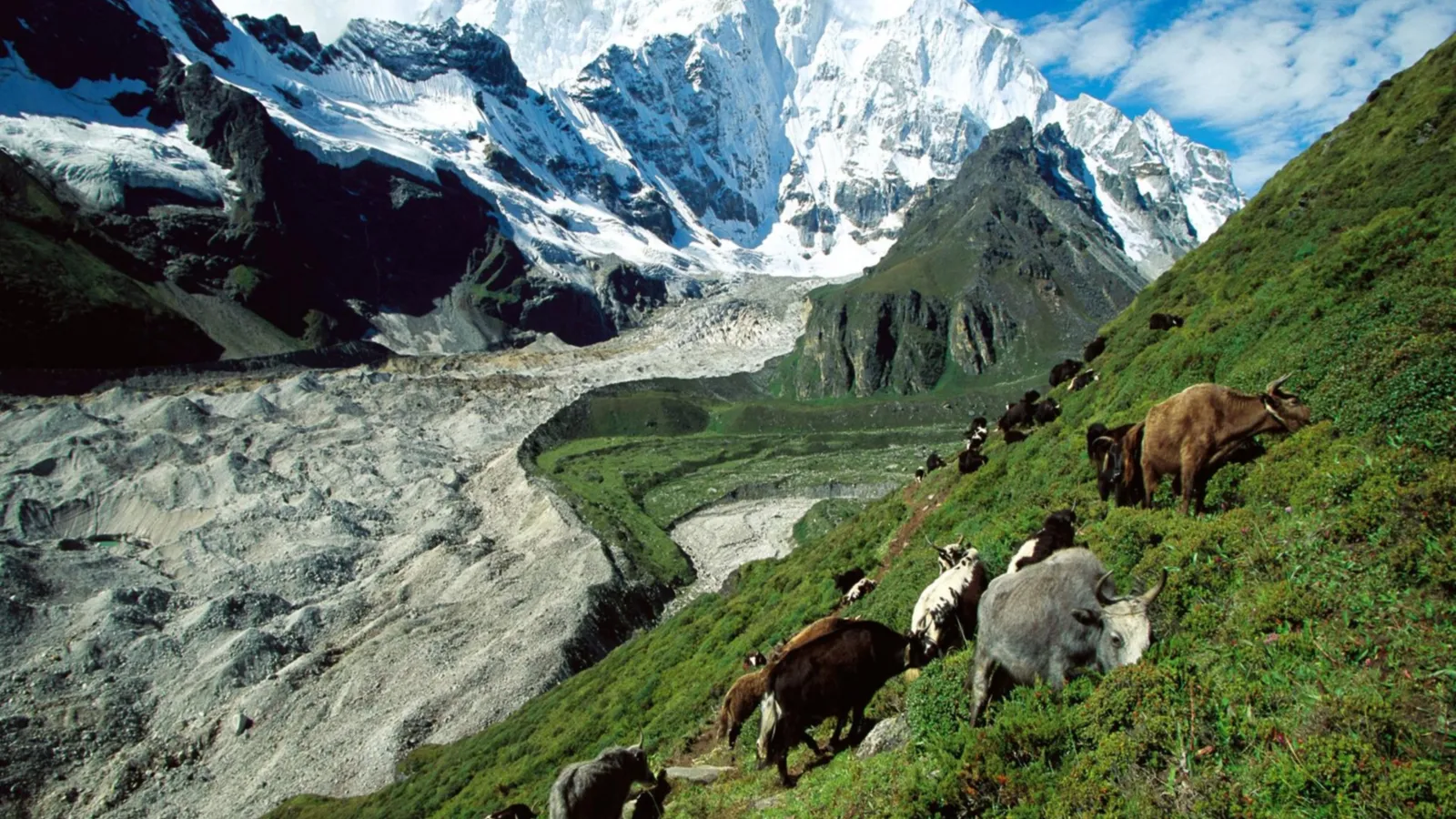 A herd of yaks grazes on a steep, green mountain slope with snow-capped mountains and a glacier in the background.