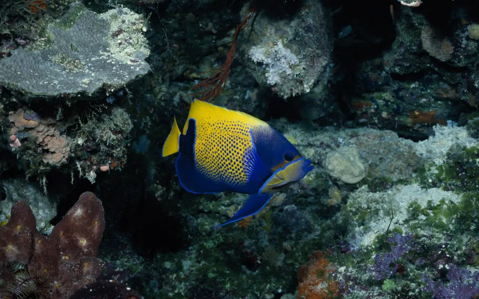 A yellow and blue angelfish swims through a dimly lit coral reef.