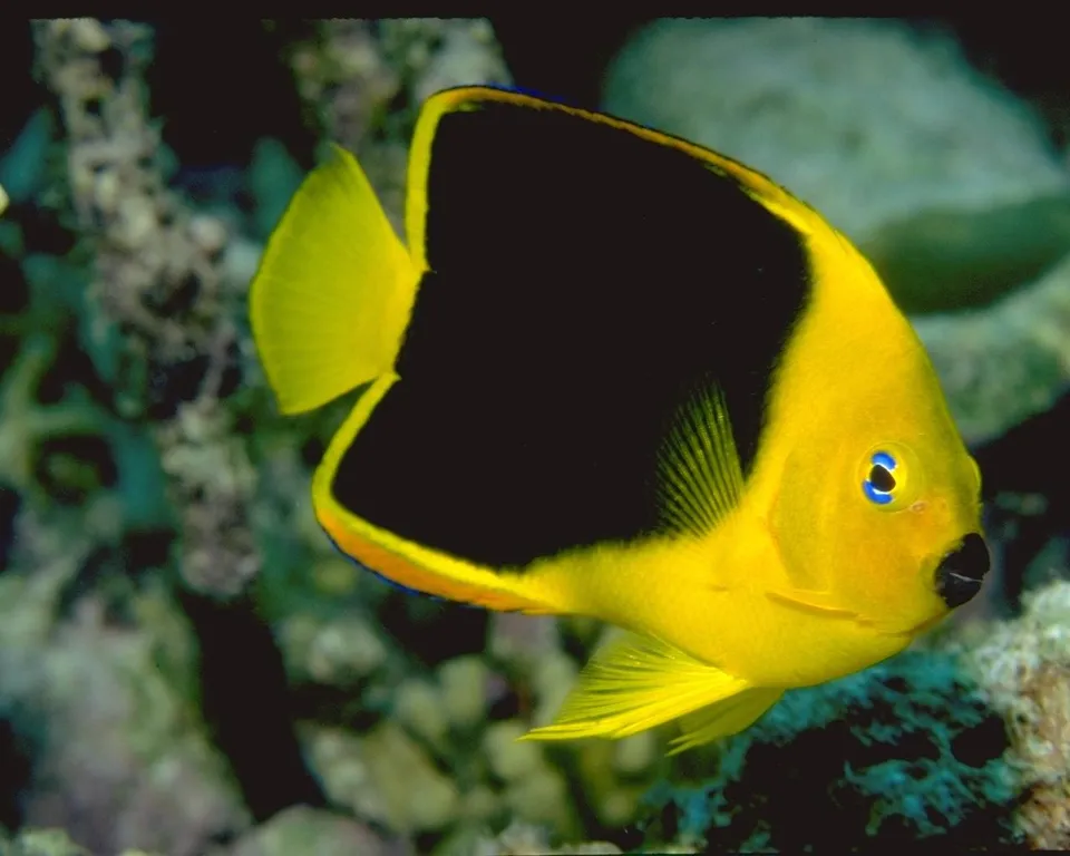 A bright yellow angelfish with a large black saddle and blue eyes swims near a coral reef.