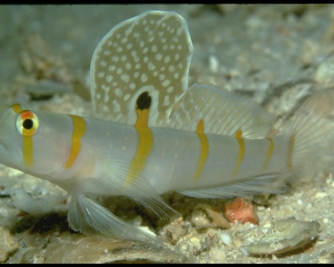 A small fish with yellow stripes and a spotted dorsal fin rests on a sandy seabed.
