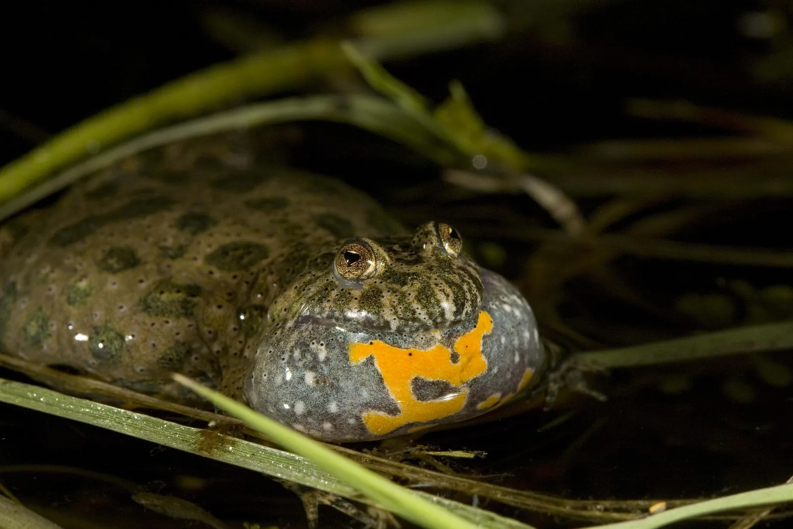 A close-up of a yellow-bellied toad with its throat pouch inflated, surrounded by reeds.