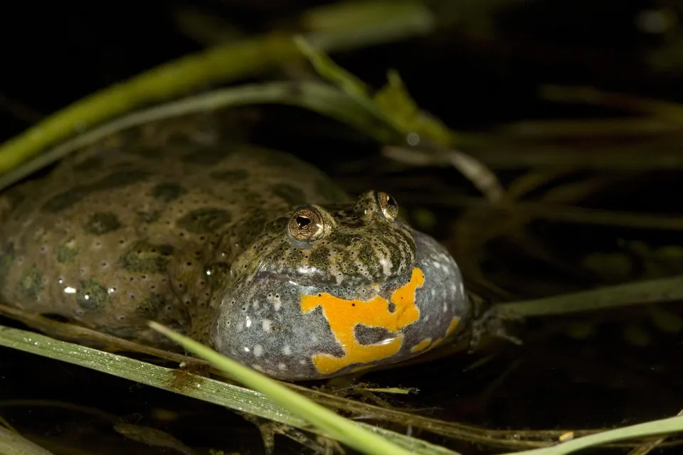 A close-up of a yellow-bellied toad with its throat pouch inflated, surrounded by reeds.